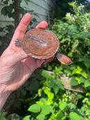 Nasuta Toad Headed Turtle CB