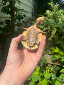 Nasuta Toad Headed Turtle CB