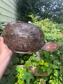 Nasuta Toad Headed Turtle Female