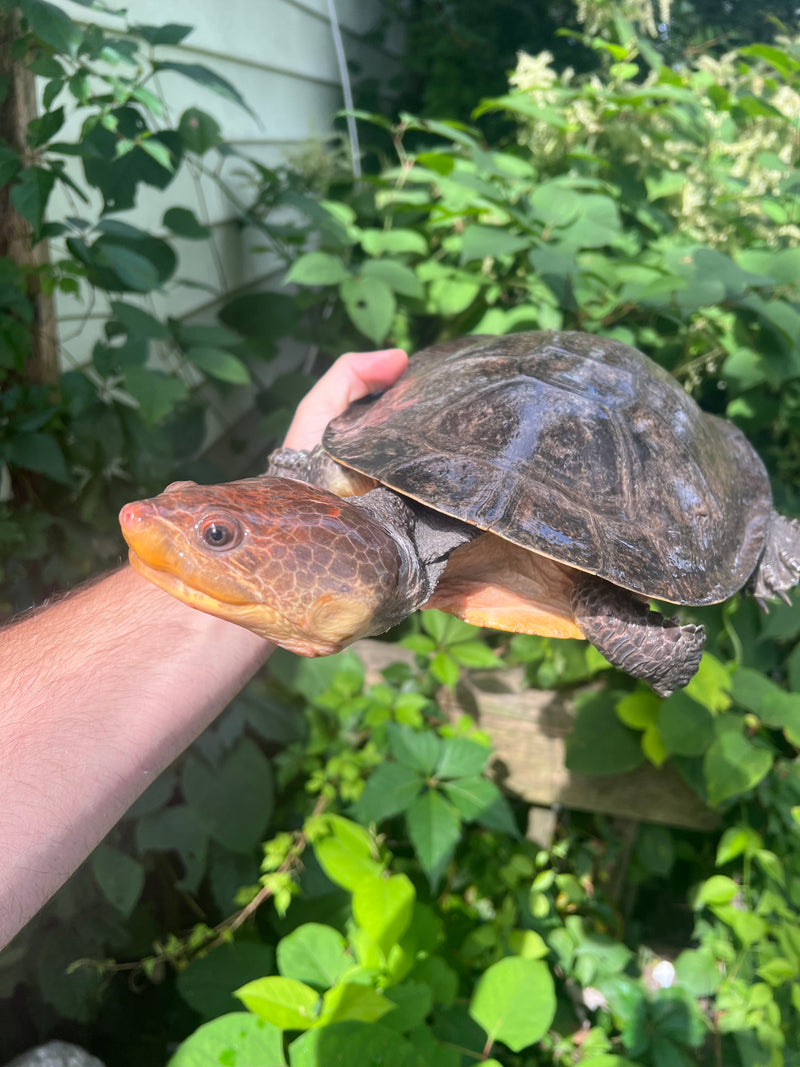 Nasuta Toad Headed Turtle Female