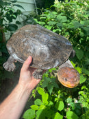 Nasuta Toad Headed Turtle Female