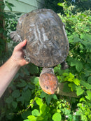 Nasuta Toad Headed Turtle Female