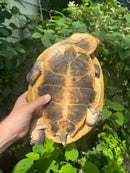 Nasuta Toad Headed Turtle Female