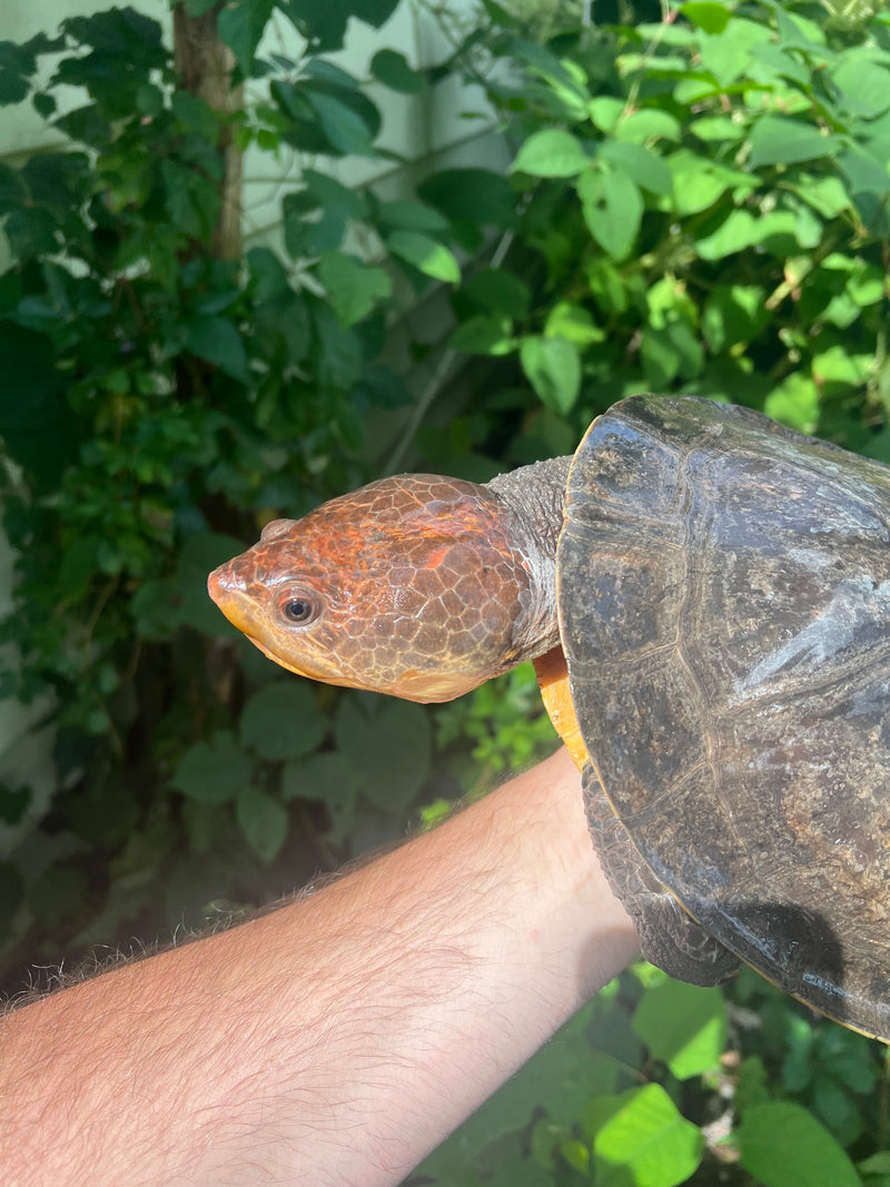 Nasuta Toad Headed Turtle Female
