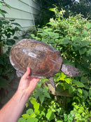 Nasuta Toad Headed Turtle Female
