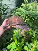 Nasuta Toad Headed Turtle Female