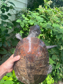 Nasuta Toad Headed Turtle Female