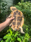 Nasuta Toad Headed Turtle Female