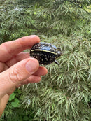 HI YELLOW Florida Box Turtle 2025