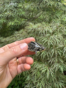 HI YELLOW Florida Box Turtle 2025