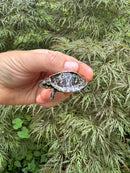 HI YELLOW Florida Box Turtle 2025