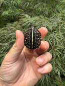 HI YELLOW Florida Box Turtle 2025