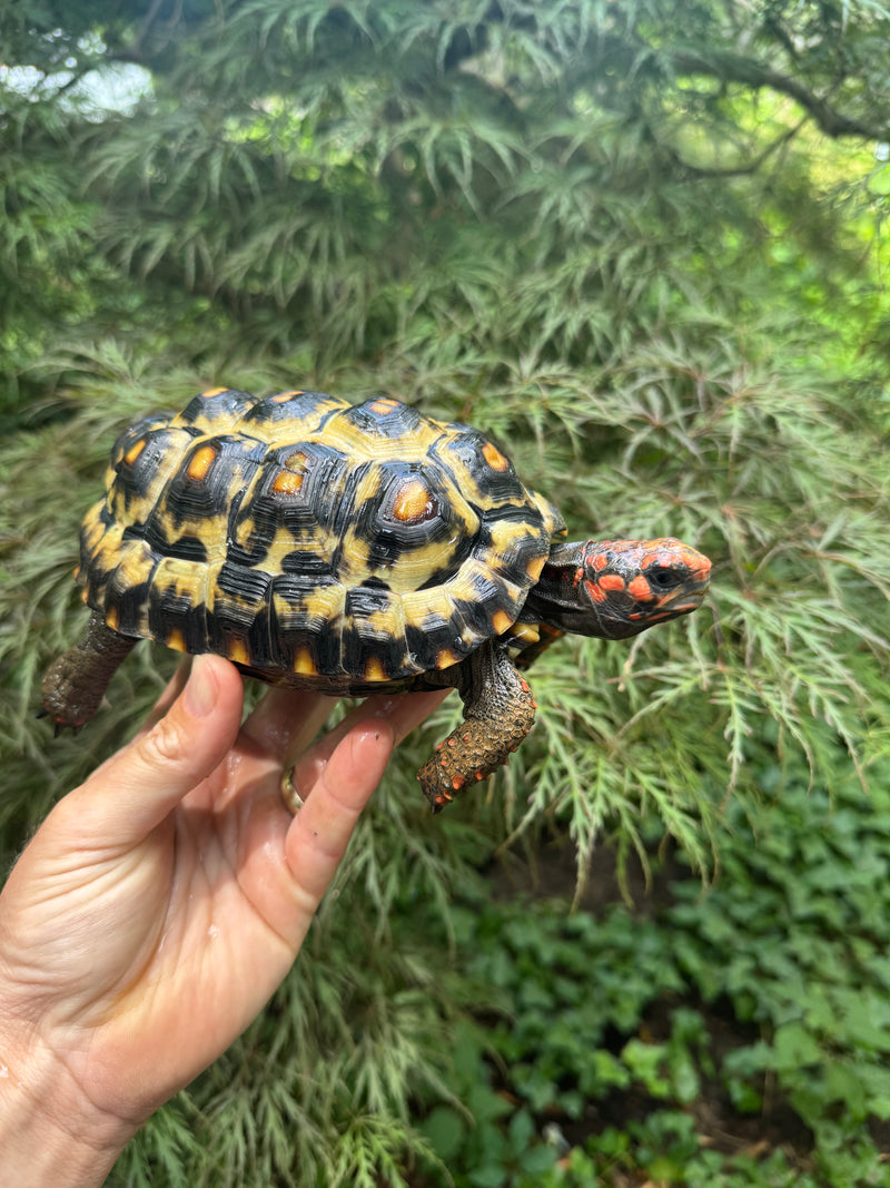 Brazilian Cherryhead Red Foot Tortoise Young Adult Female