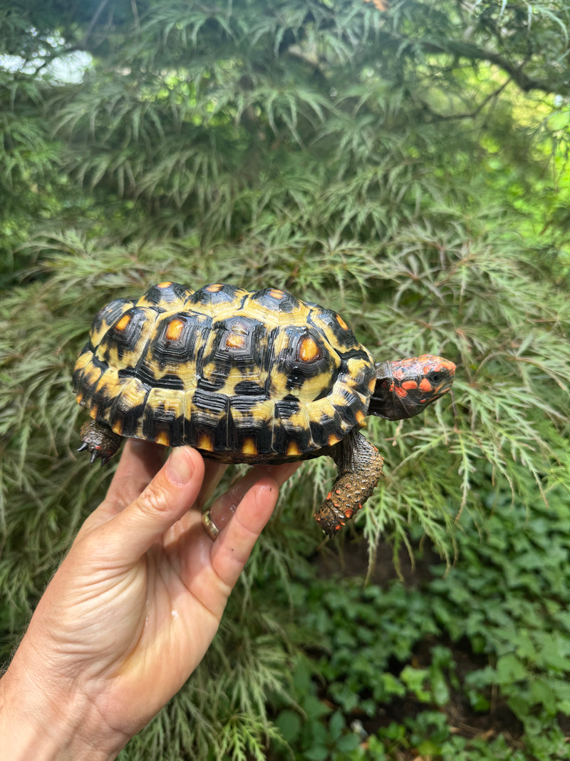 Brazilian Cherryhead Red Foot Tortoise Young Adult Female