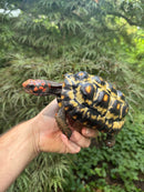 Brazilian Cherryhead Red Foot Tortoise Young Adult Female