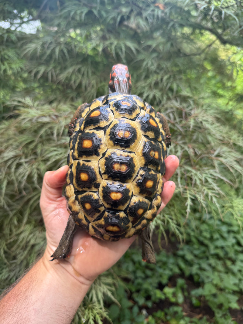 Brazilian Cherryhead Red Foot Tortoise Young Adult Female