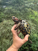 Brazilian Cherryhead Red Foot Tortoise Young Adult Female