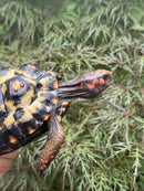 Brazilian Cherryhead Red Foot Tortoise Young Adult Female