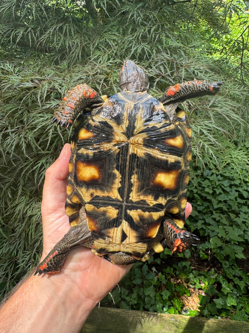 Brazilian Cherryhead Red Foot Tortoise Young Adult Female