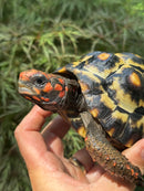 Brazilian Cherryhead Red Foot Tortoise Young Adult Female