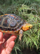 Chinese Box Turtle Young Adult Male