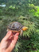 Chinese Box Turtle Young Adult Male