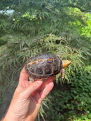 Chinese Box Turtle Young Adult Male
