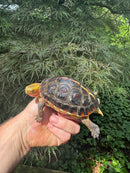 Chinese Box Turtle Young Adult Male