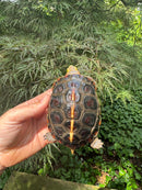 Chinese Box Turtle Young Adult Male