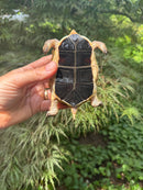Chinese Box Turtle Young Adult Male