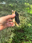 Chinese Box Turtle Young Adult Male