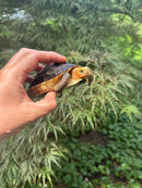 Chinese Box Turtle Young Adult Male