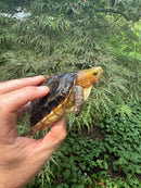 Chinese Box Turtle Young Adult Male