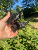 Kwangtung River Turtle Sub Adults (Mauremys nigricans)