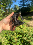 Kwangtung River Turtle Sub Adults (Mauremys nigricans)