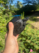 Kwangtung River Turtle Sub Adults (Mauremys nigricans)