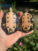 Kwangtung River Turtle Sub Adults (Mauremys nigricans)