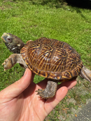 Desert Box Turtle Adult Male CB