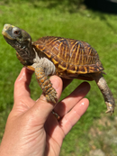 Desert Box Turtle Adult Male CB