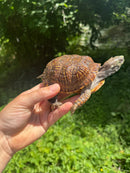 Desert Box Turtle Adult Male CB