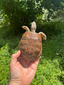 Desert Box Turtle Adult Male CB