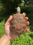 Desert Box Turtle Adult Male CB