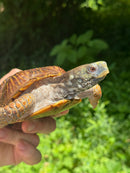 Desert Box Turtle Adult Male CB