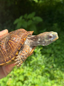 Desert Box Turtle Adult Male CB