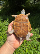 Desert Box Turtle Adult Male CB