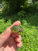 Orange Flame Baby Florida Red Bellied Turtle 2025