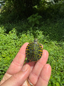 Orange Flame Baby Florida Red Bellied Turtle 2025