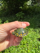 Orange Flame Baby Florida Red Bellied Turtle 2025