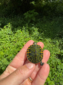 Orange Flame Baby Florida Red Bellied Turtle 2025