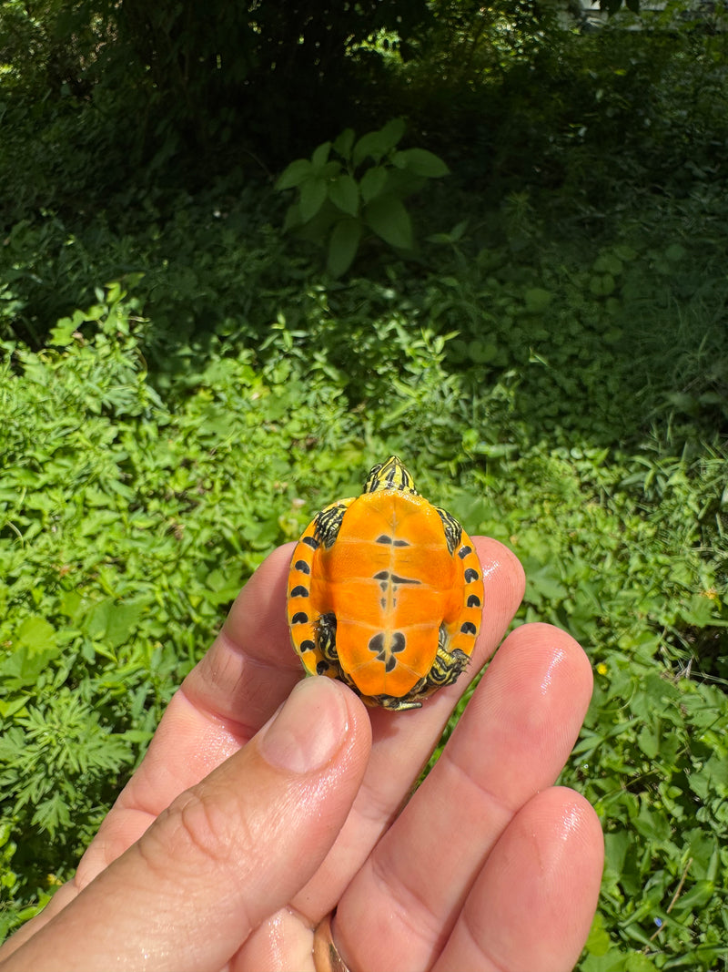 Orange Flame Baby Florida Red Bellied Turtle 2025